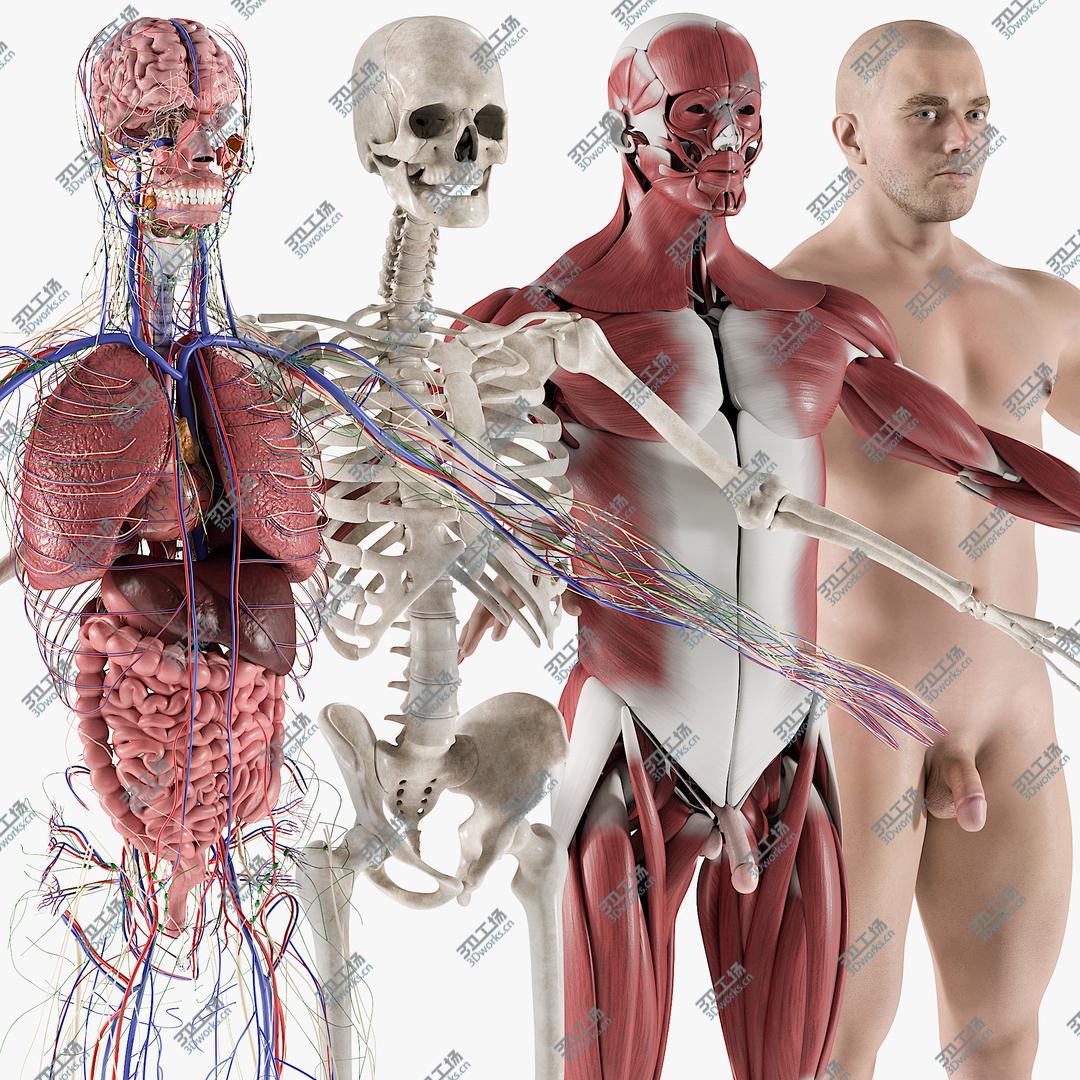 images/goods_img/20210113/3D Male Complete Anatomy/1.jpg